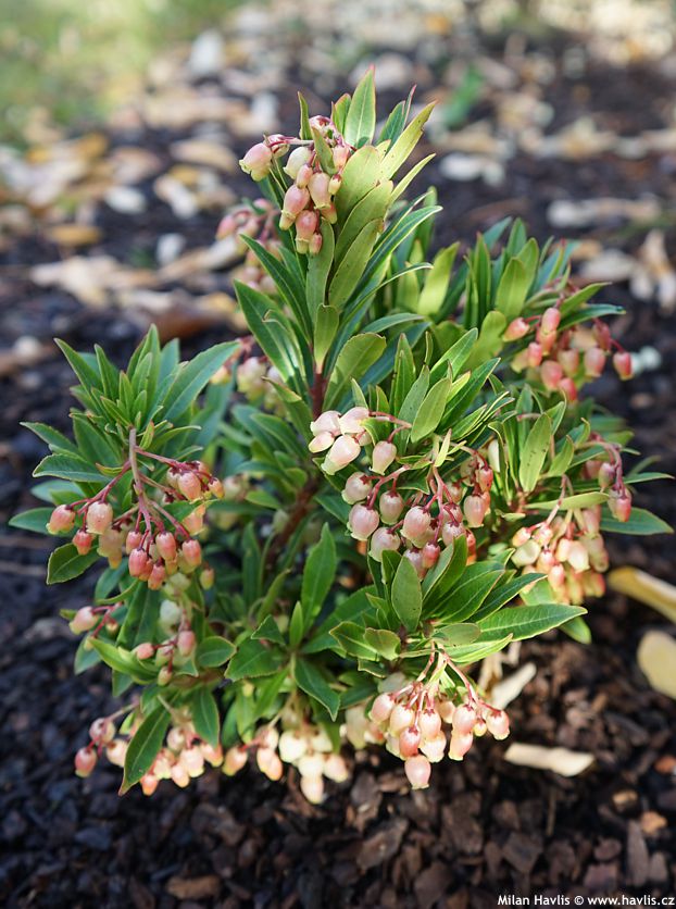 arbutus unedo Mercurius