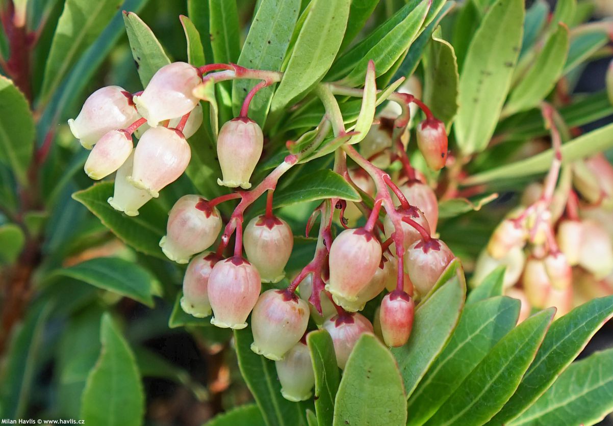 arbutus unedo Mercurius