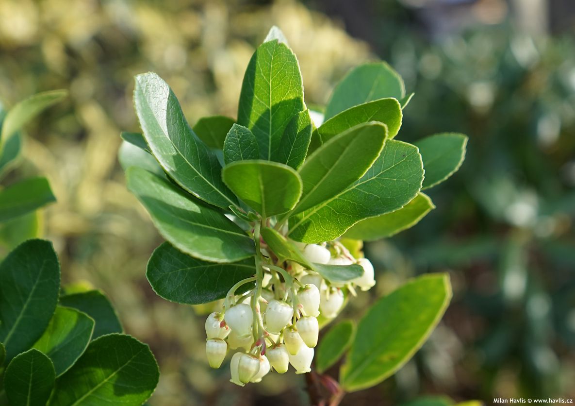 arbutus unedo Peace and Love