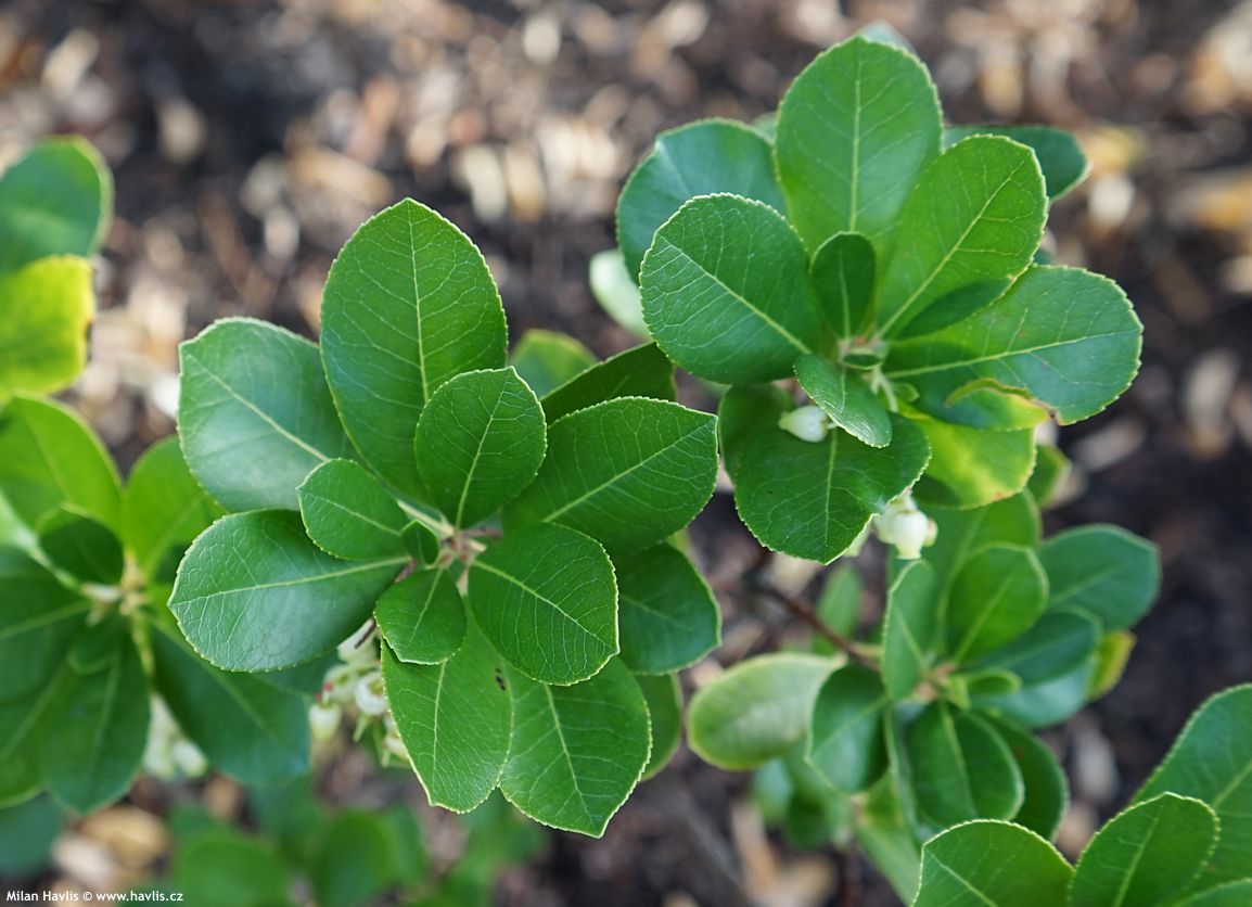 arbutus unedo Peace and Love