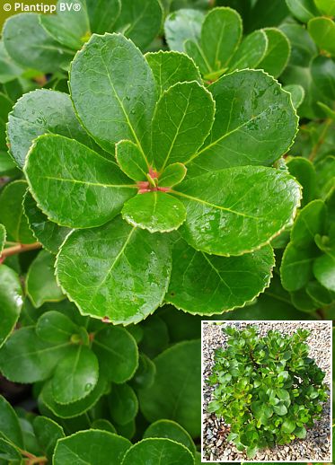 Arbutus unedo 'Levan' PEACE AND LOVE