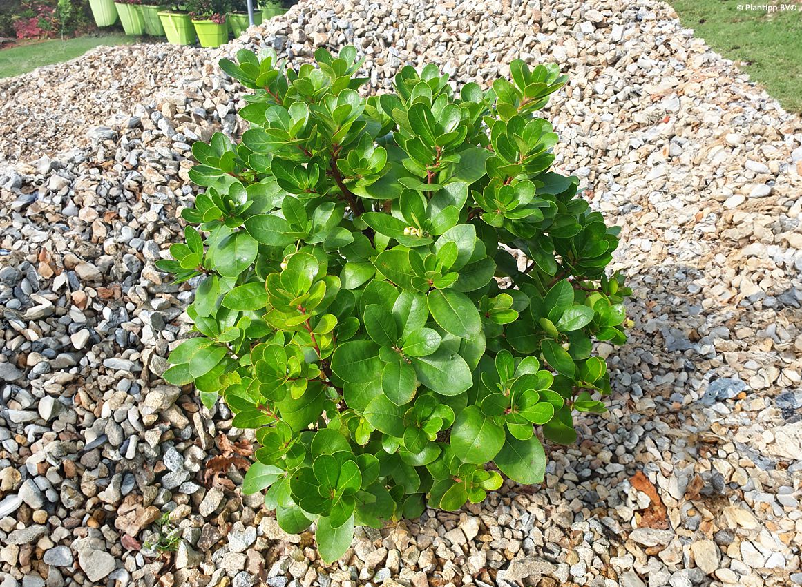 arbutus unedo Peace and Love