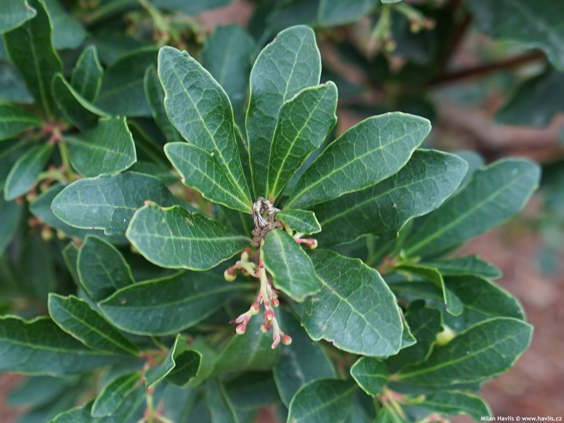 arbutus unedo Quercifolia