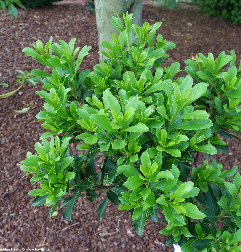 arbutus unedo Quercifolia