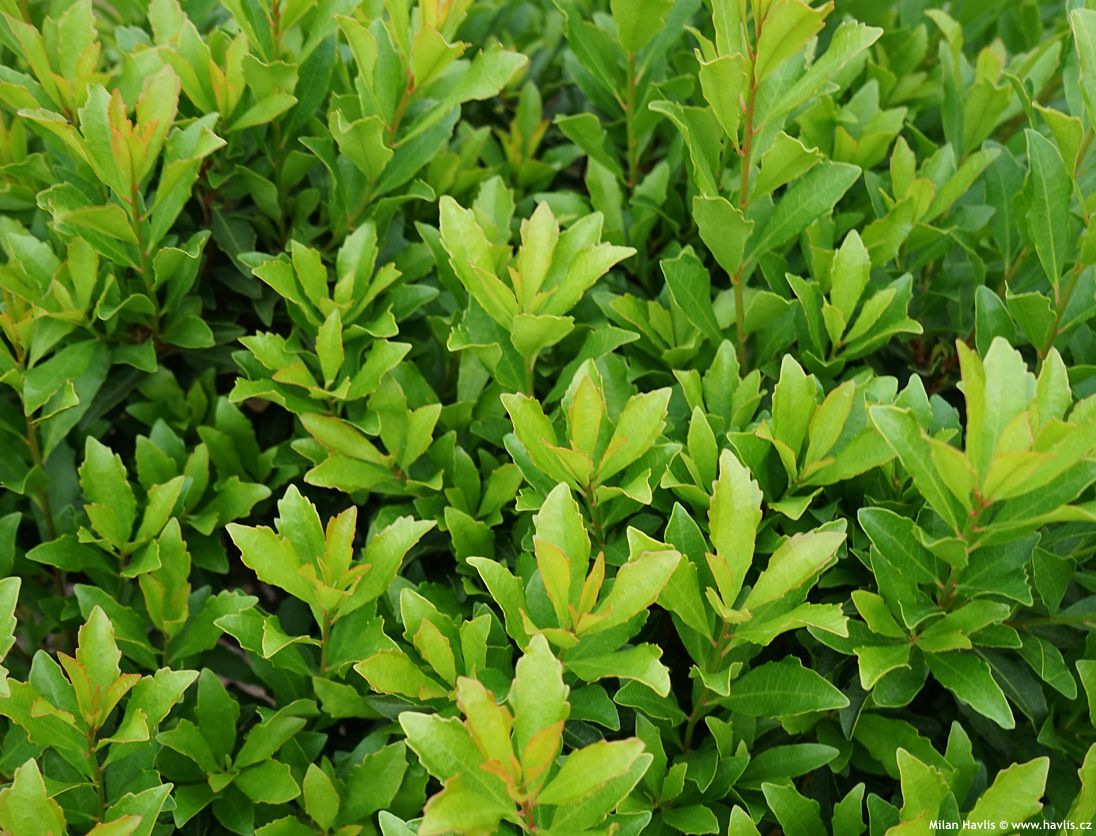 arbutus unedo Quercifolia