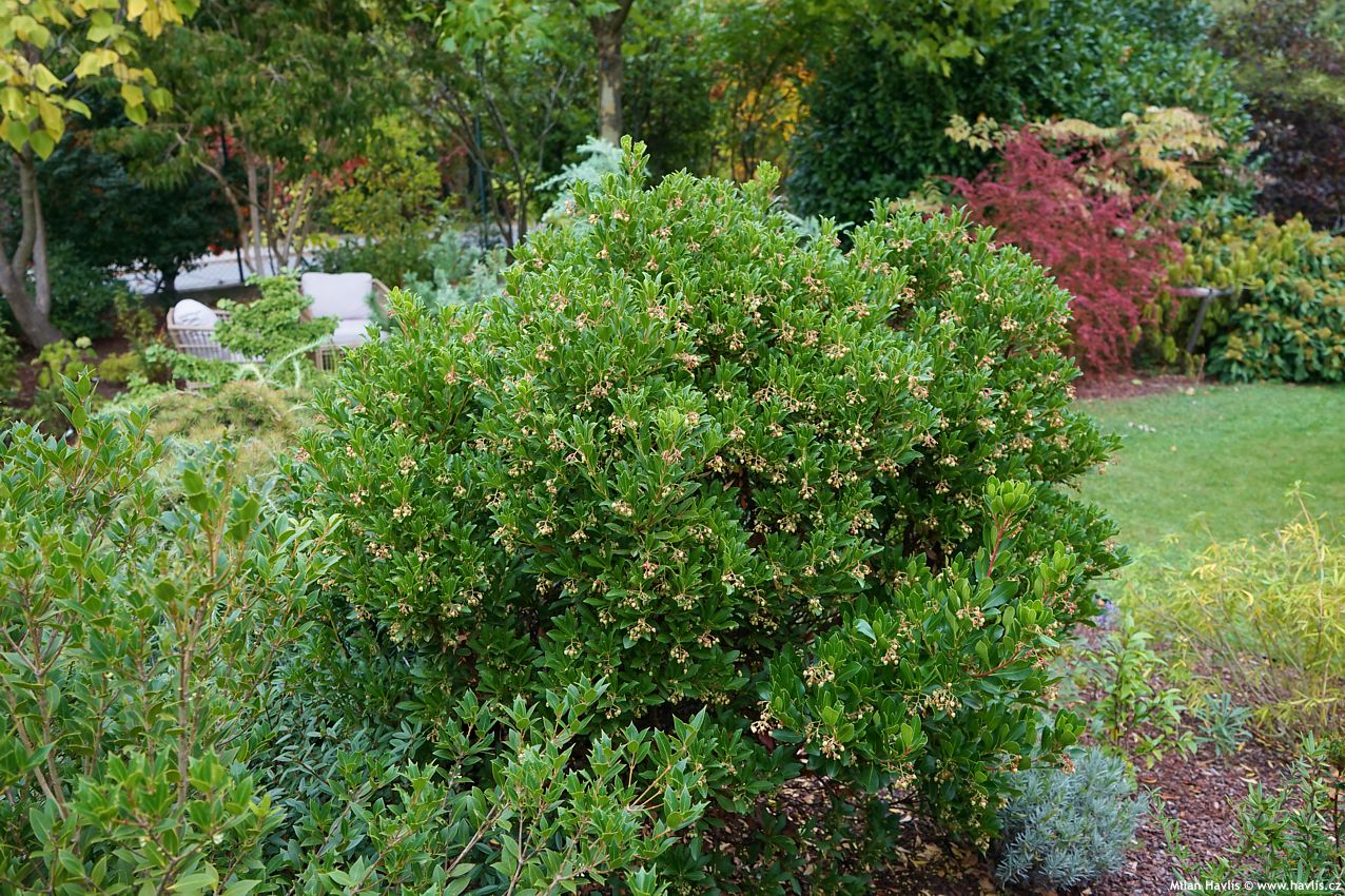 arbutus unedo Quercifolia