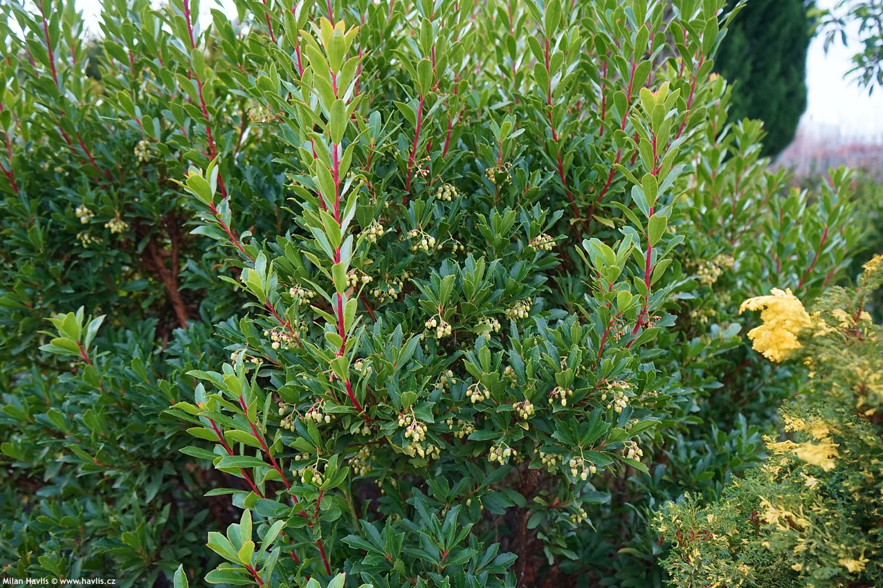 arbutus unedo Quercifolia