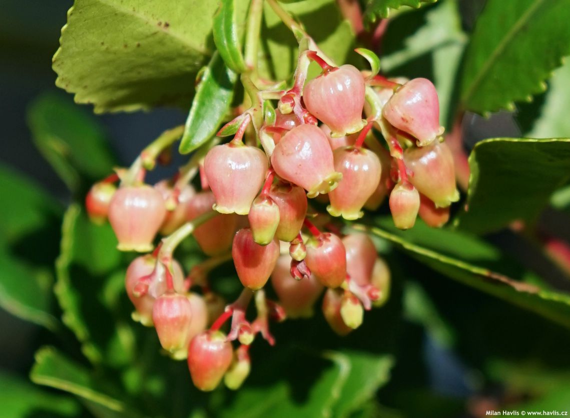 arbutus unedo Rotundifolia