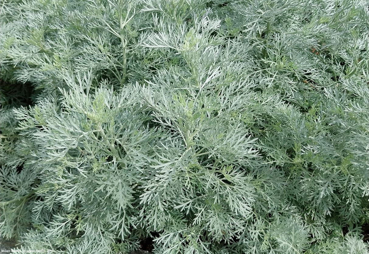 artemisia Powis Castle
