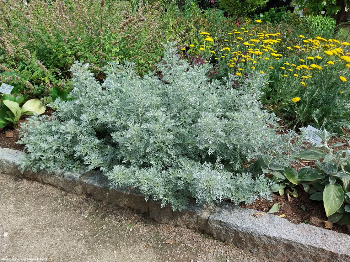 artemisia Powis Castle