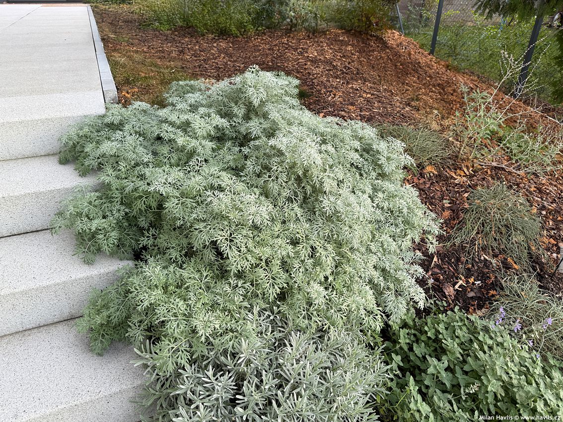 artemisia Powis Castle 2025