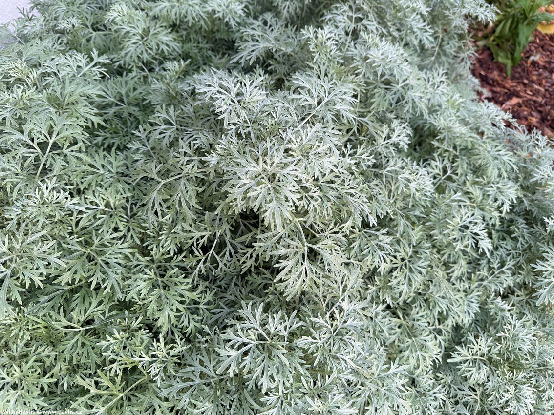 artemisia Powis Castle 2025