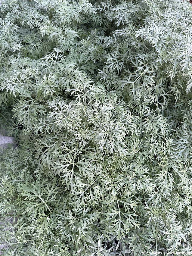 artemisia Powis Castle 2025