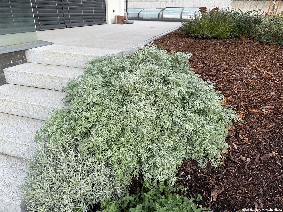 artemisia Powis Castle 2025