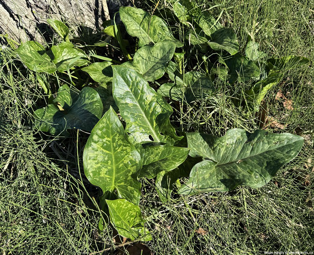 arum italicum
