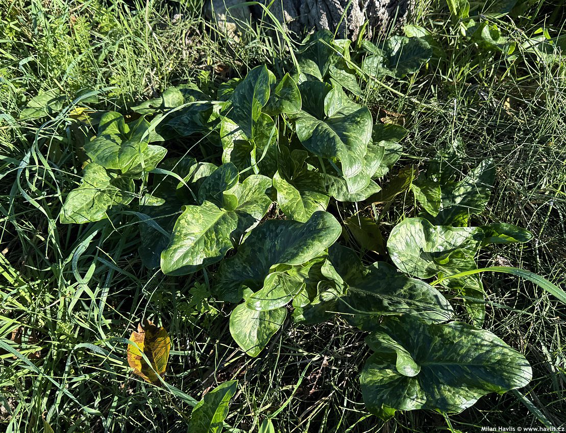 arum italicum