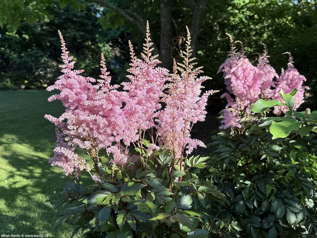astilbe Gloria Purpurea