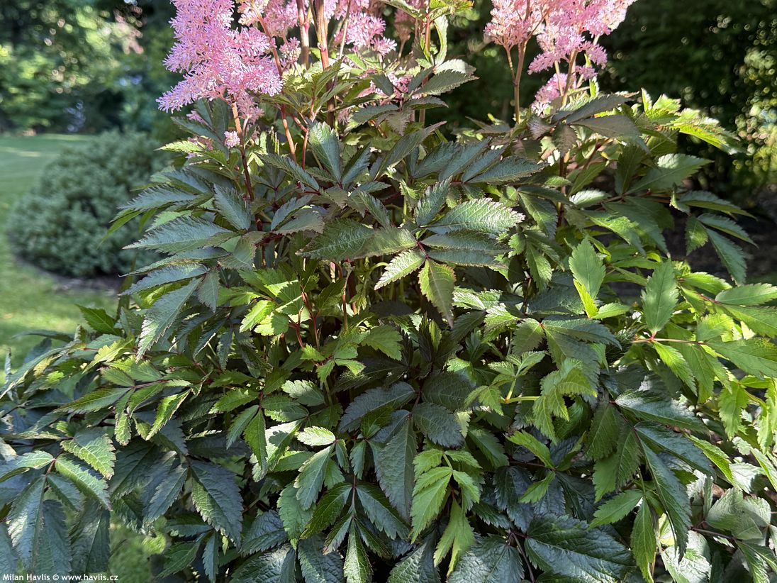 astilbe Gloria Purpurea