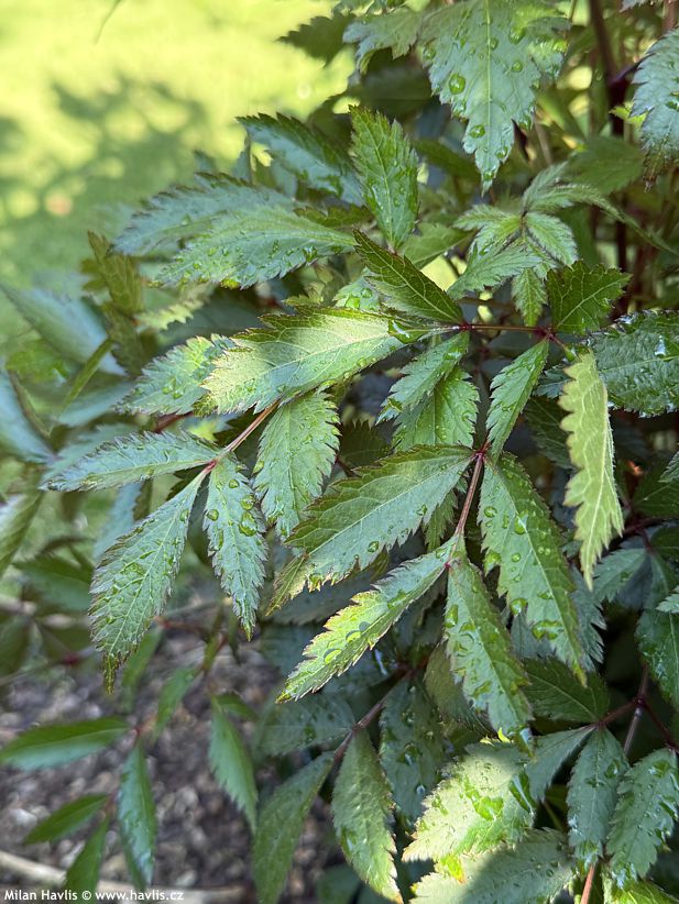 astilbe Gloria Purpurea