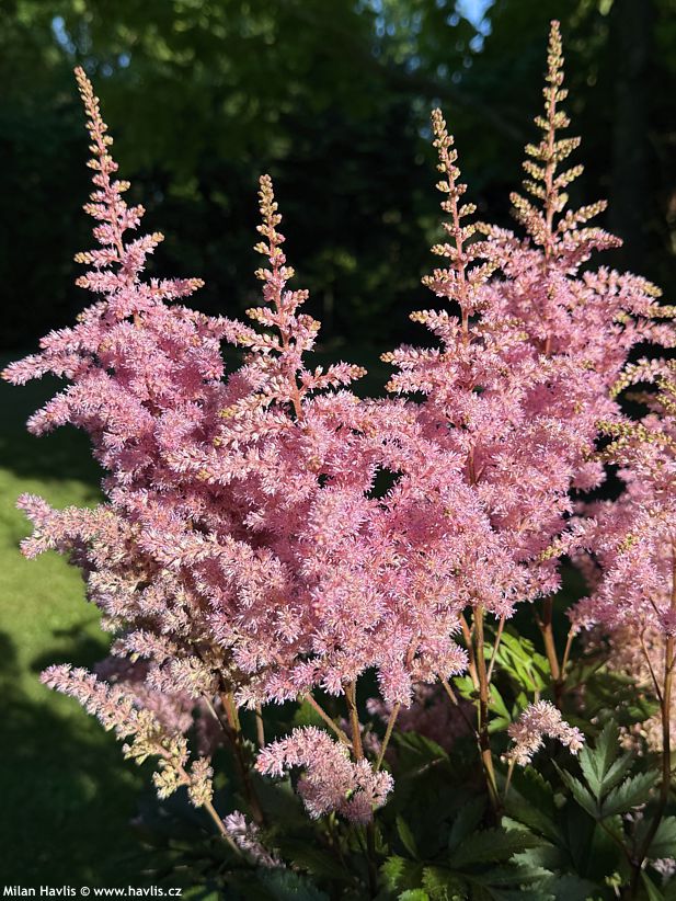 astilbe Gloria Purpurea