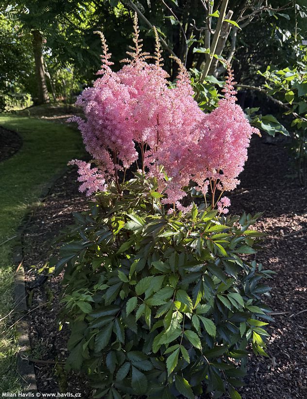 astilbe Gloria Purpurea