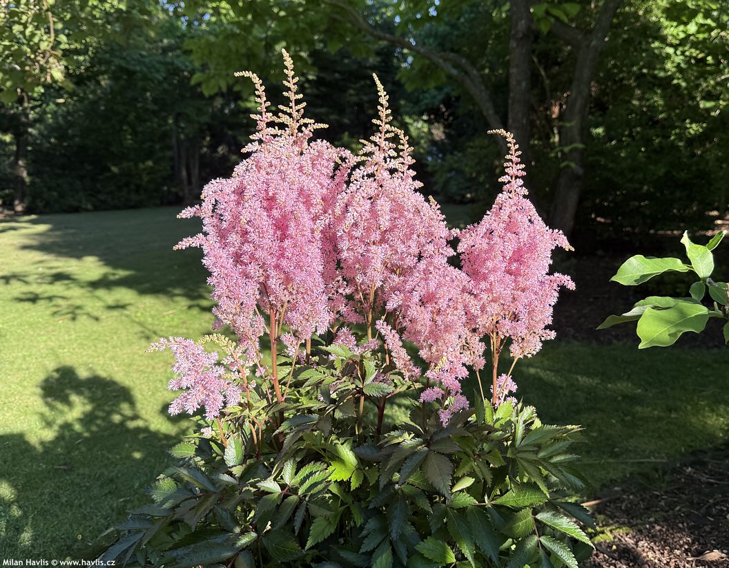 astilbe Gloria Purpurea