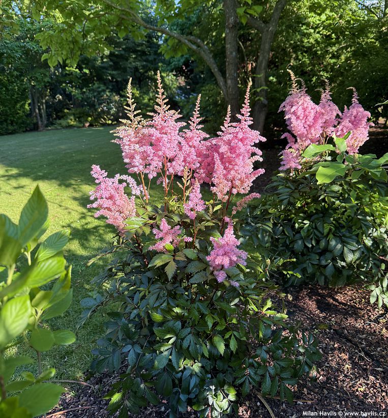 astilbe Gloria Purpurea