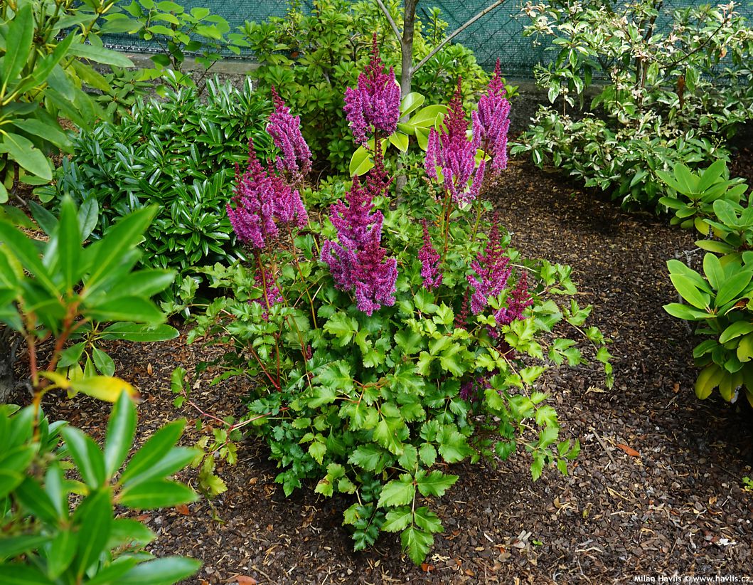 astilbe Purple Rain