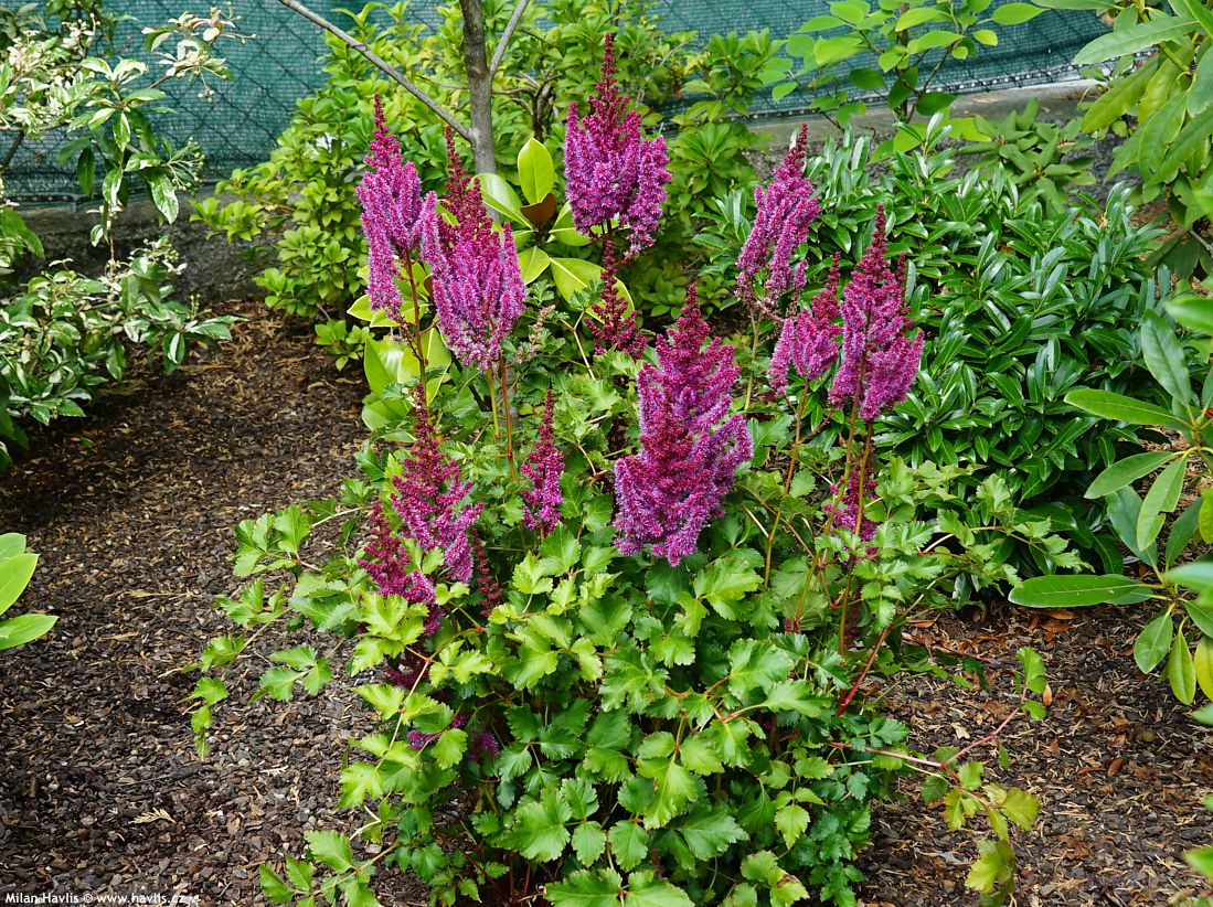 astilbe Purple Rain
