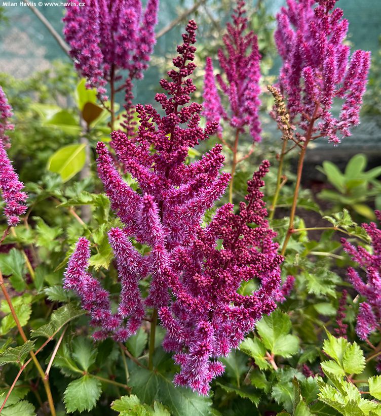 astilbe Purple Rain