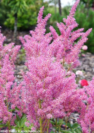Astilbe 'Verspink' YOUNIQUE™ PINK