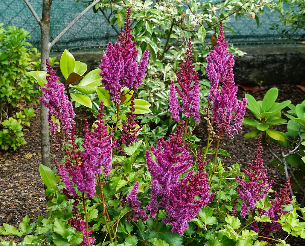 astilbe chinensis Purple Rain