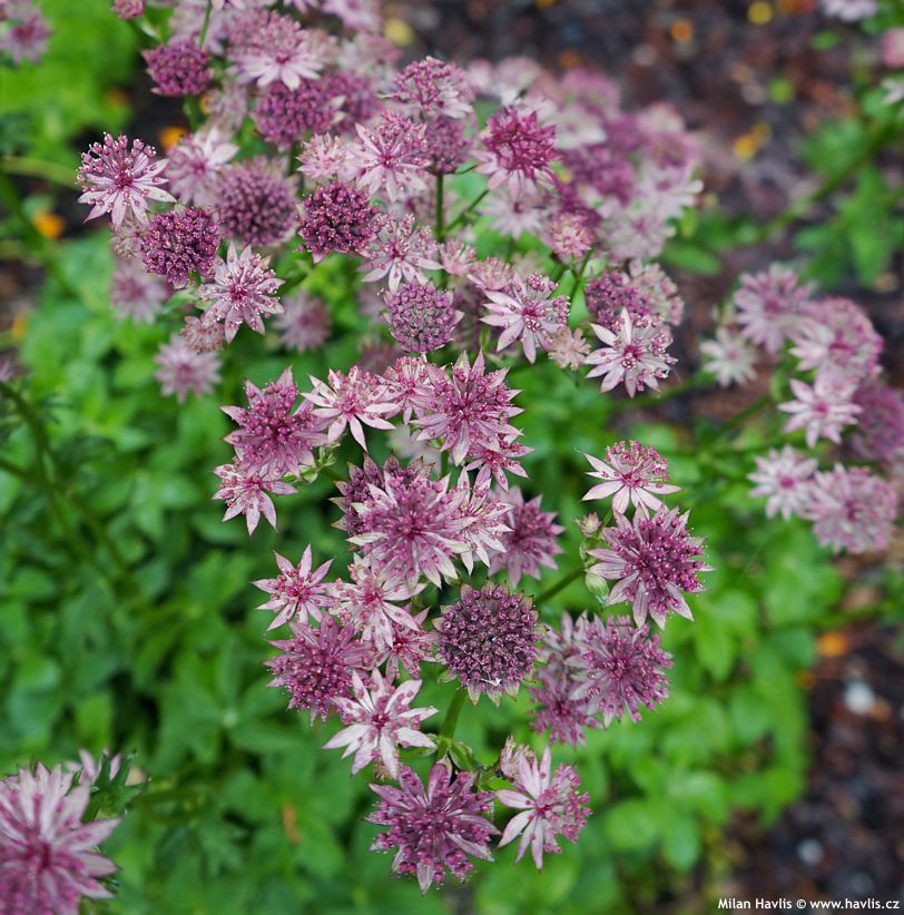 astrantia major Pink Pride