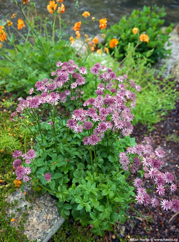 astrantia major Pink Pride