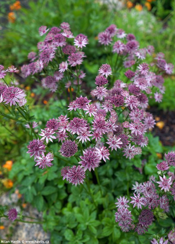 astrantia major Pink Pride