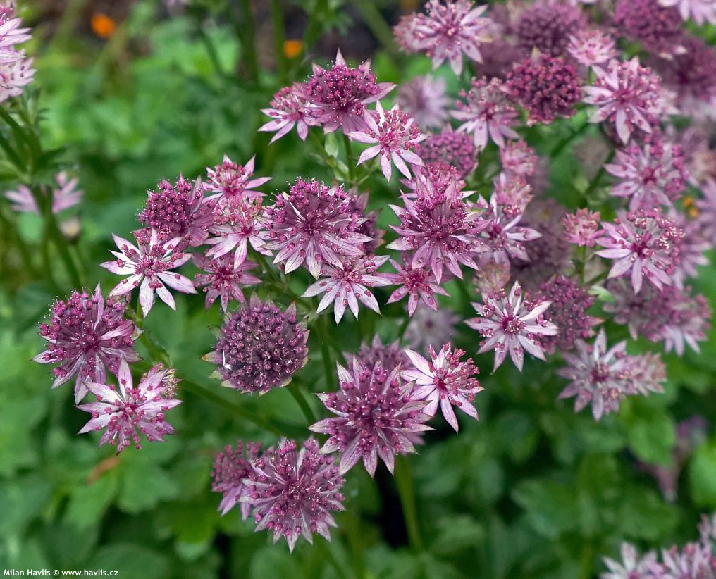 astrantia major Pink Pride