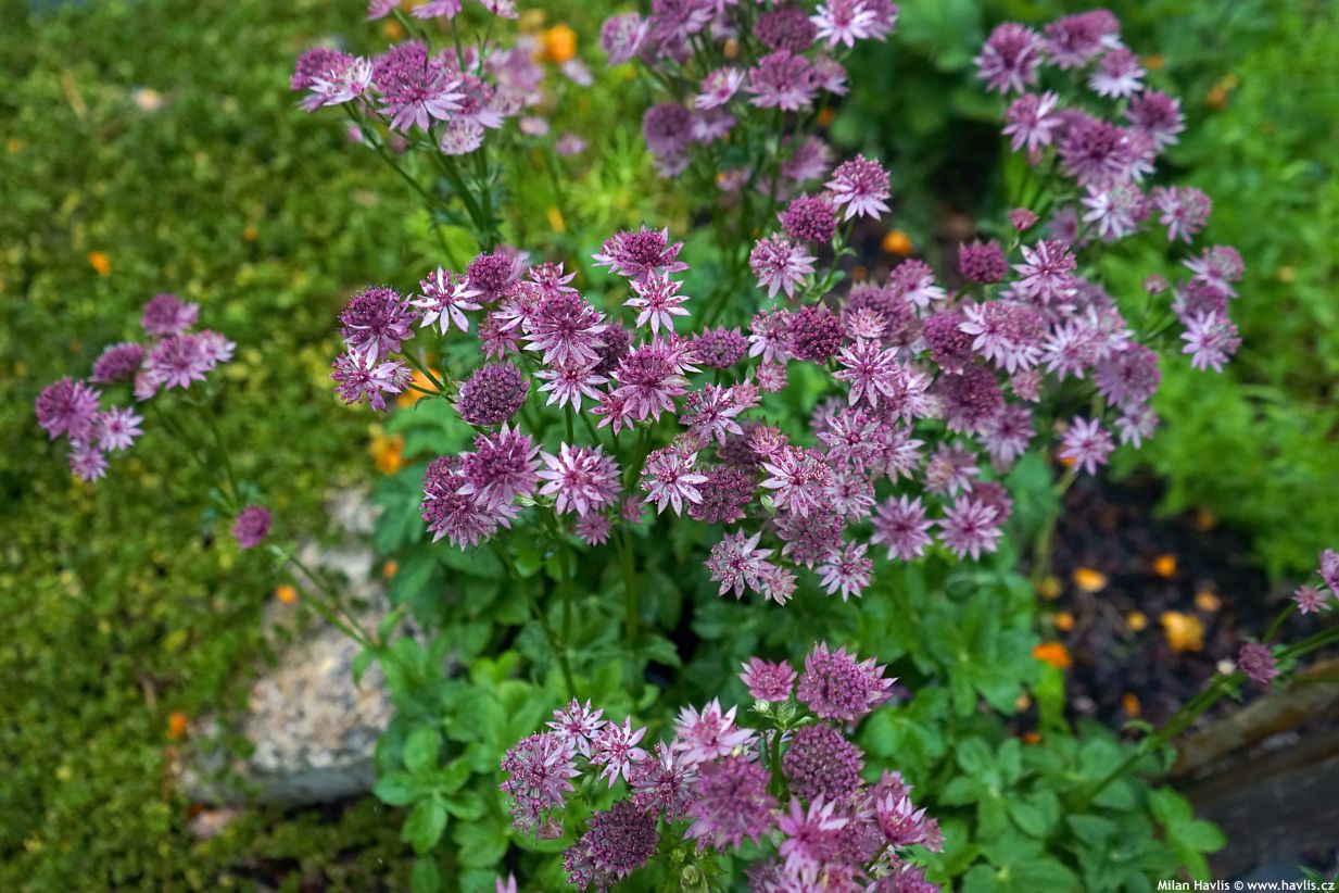 astrantia major Pink Pride