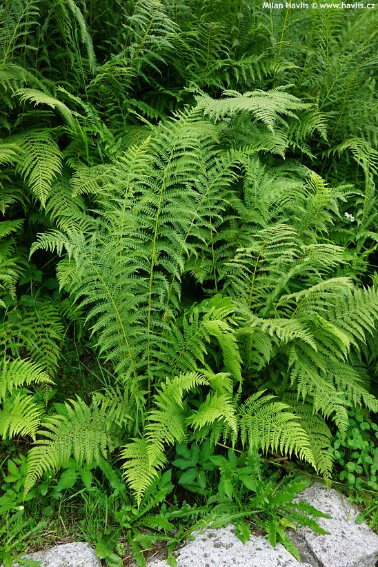 athyrium filix-femina