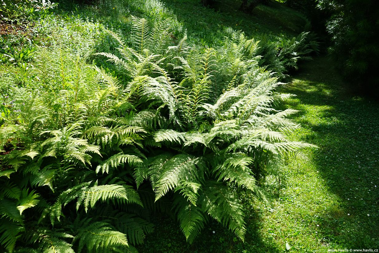 athyrium filix mas