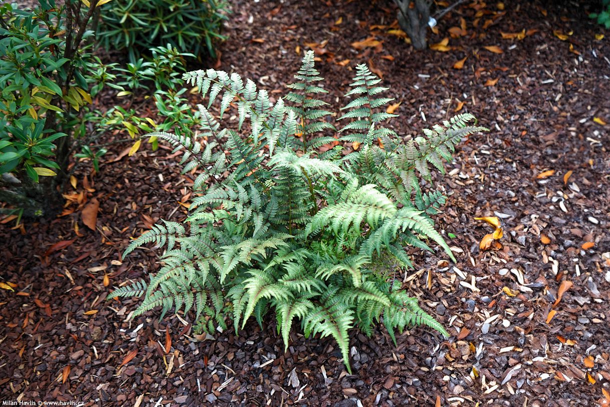 athyrium niponicum Red Beauty
