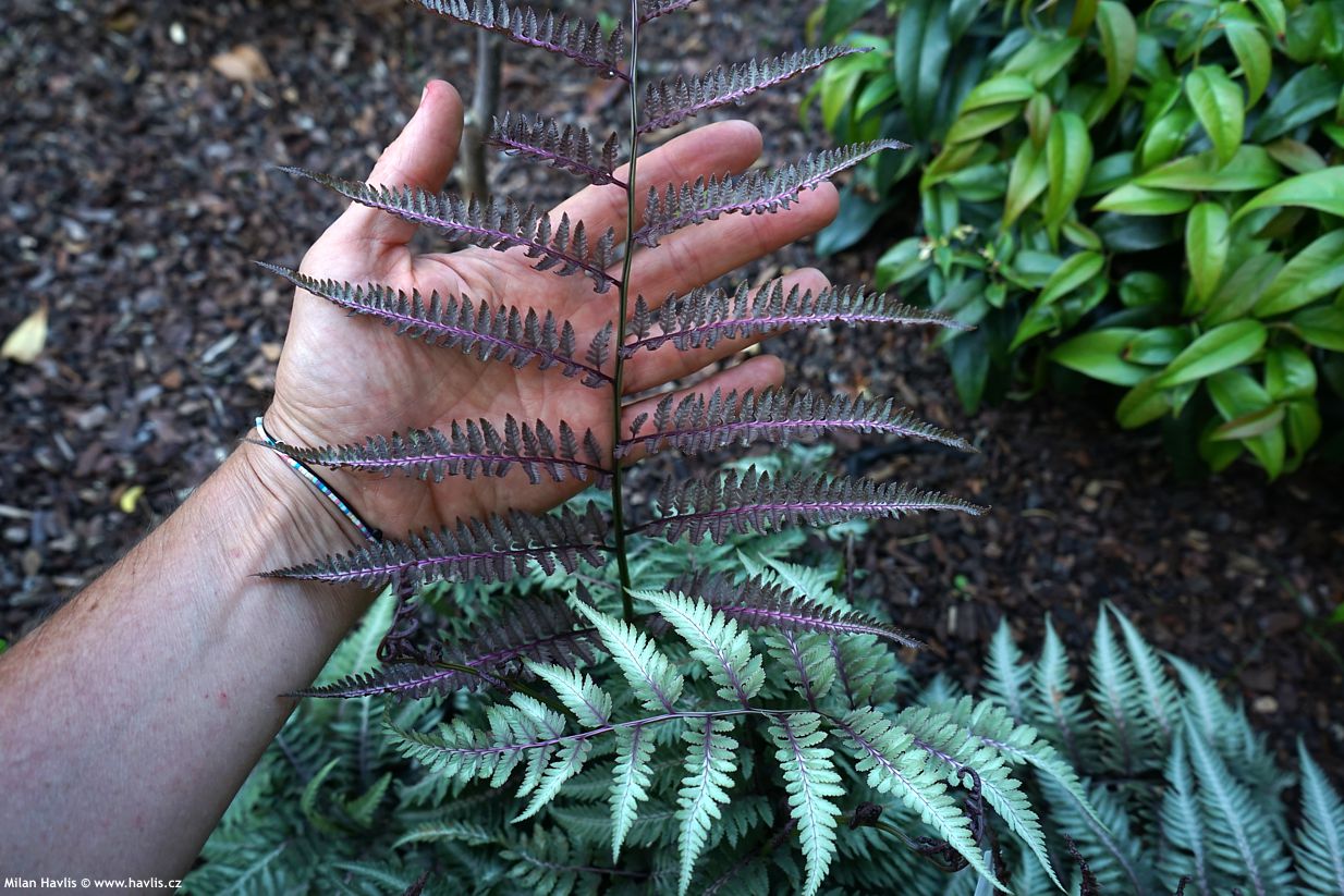 athyrium niponicum Red Beauty