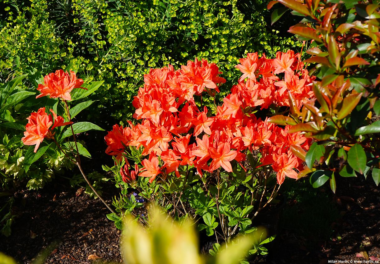 azalea Spek's Orange 2025 (3) edit.jpg