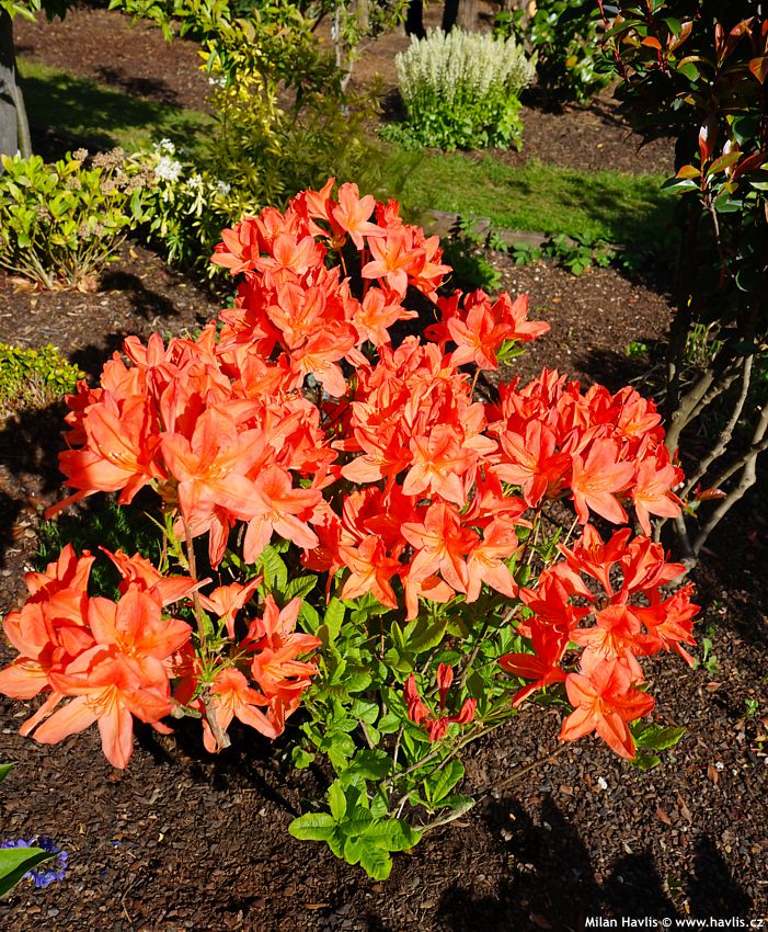 azalea Spek's Orange 2025 (5) edit.jpg