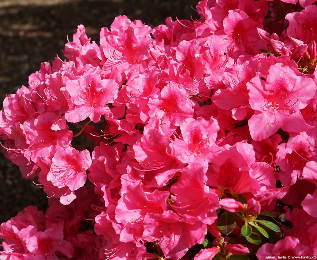 azalea x Autumn Carnival