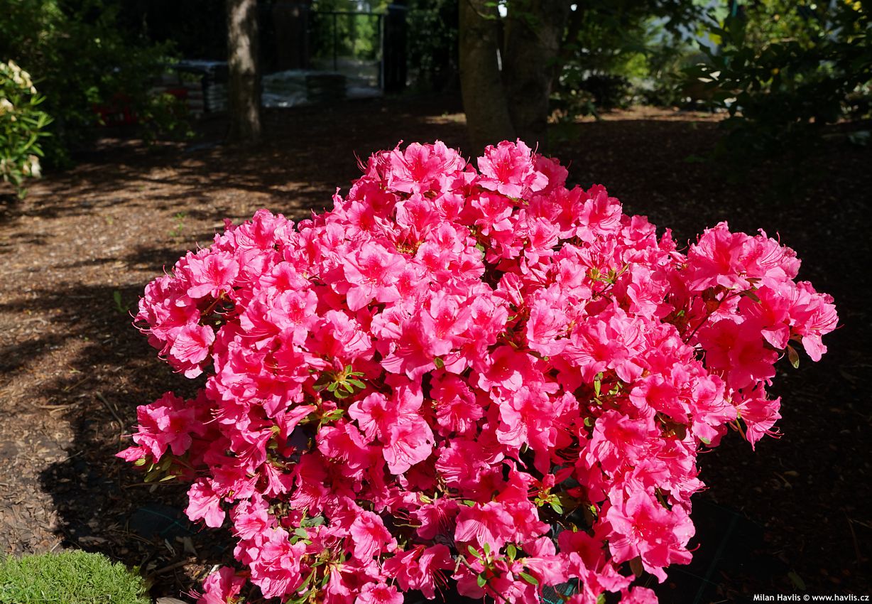 azalea x Autumn Carnival