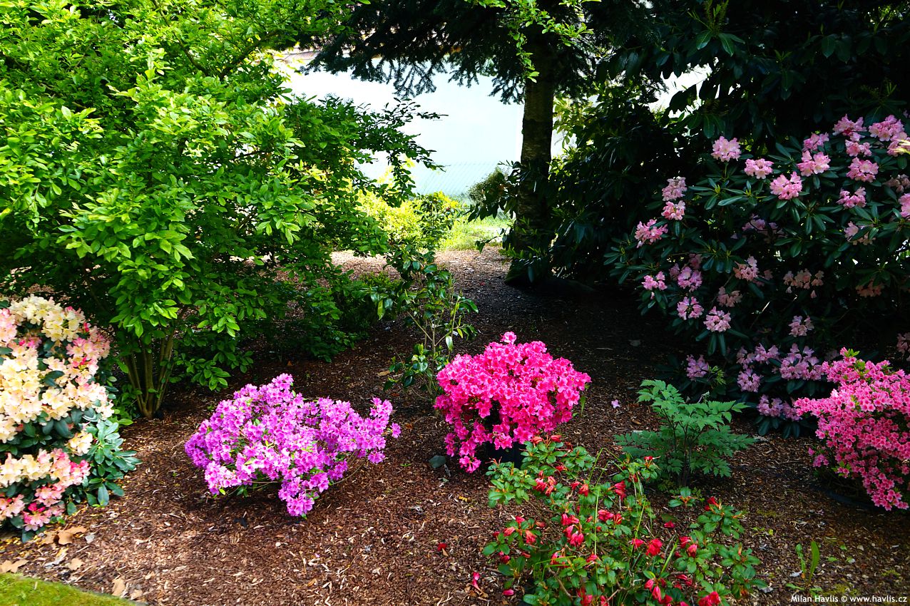 azalea x Autumn Carnival