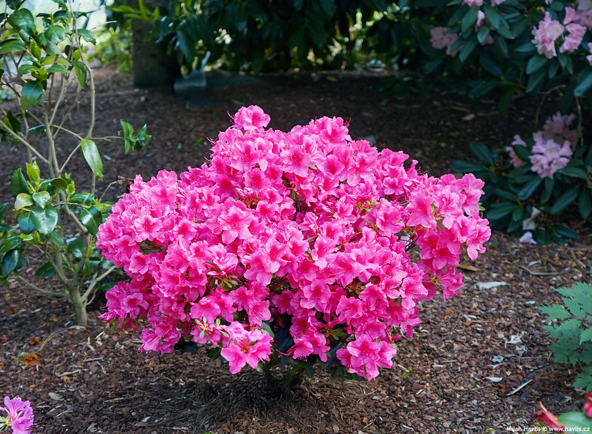 azalea x Autumn Carnival