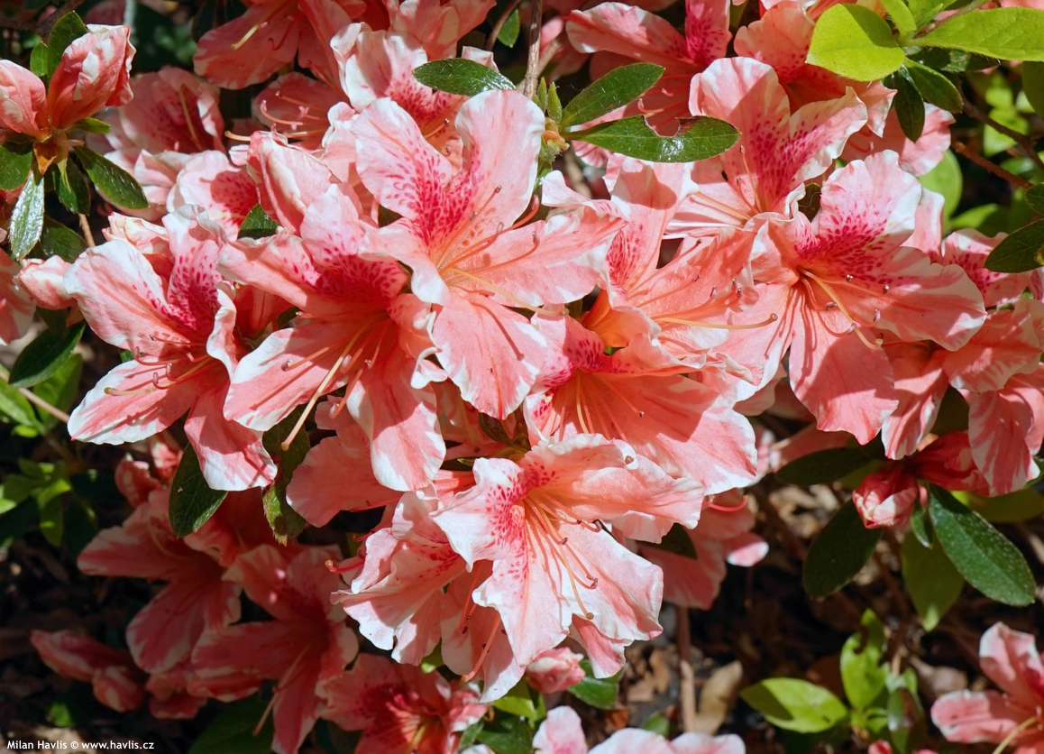 azalea x Carolina 2025 (2).jpg