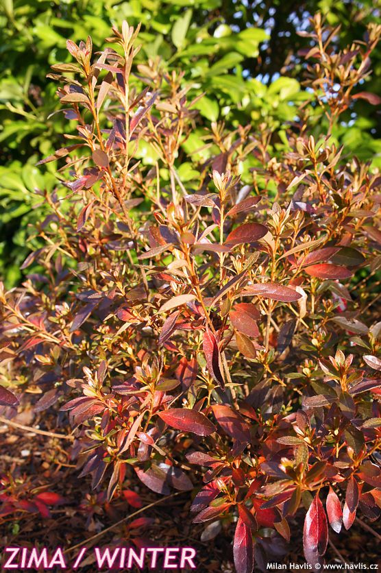 azalea x Carolina Salmon