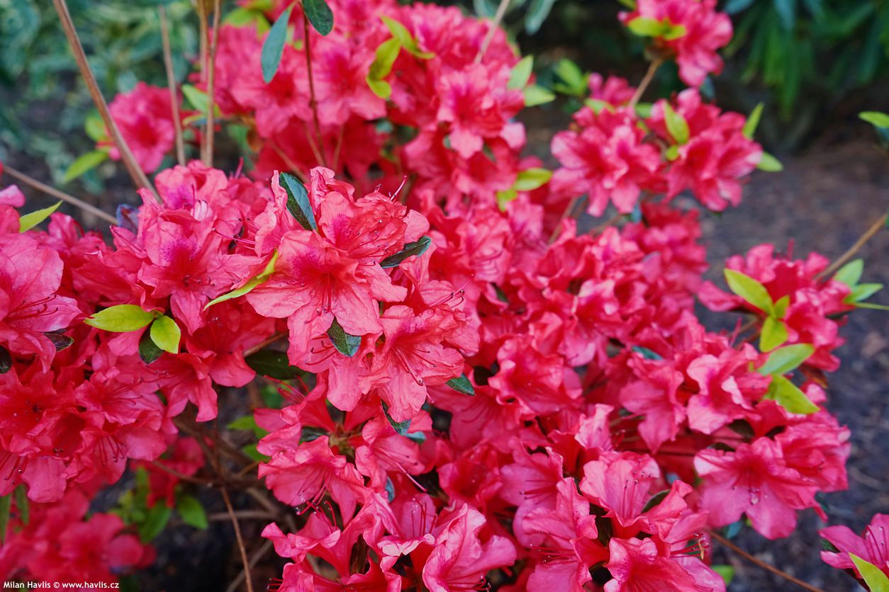 azalea x Carolina Salmon